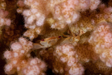 The surprising underwater world of the Indian and Pacifical Oceans