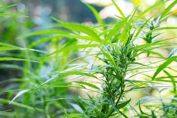 Green medicinal plant cannabis blooming