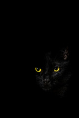 Low key black cat portrait emerging from the shadows with only part of face, eyes nose visible