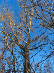 Trees without leaves against a bright blue sky