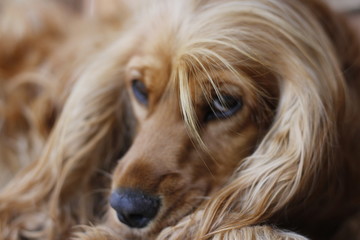 cocker spaniel portrait