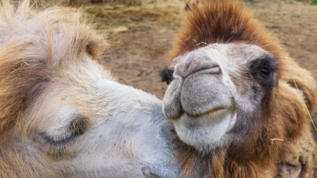 Just a beautiful photo of 2 funny lovers camels having a good time whilst showing off their companionship. Valentines days concept.