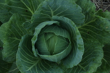 Cabbage (repolho) at the Plenitude Site in Jambeiro - SP, Brazil.