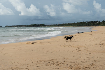Homeless dog walking near the ocean