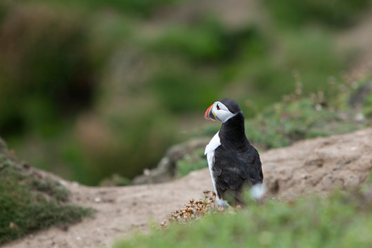 Puffin Bird Sitting On A Ledge Looking to the Distance