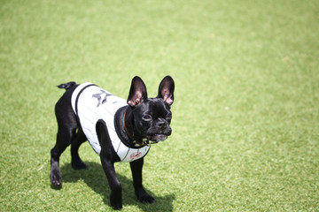 Fototapeta premium Happy puppies in a private playground