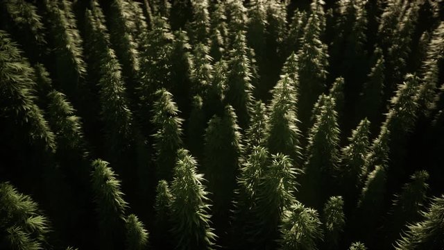 Thickets of marijuana plant on the field