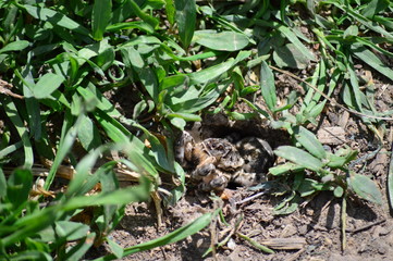 spider lycosa in the garden