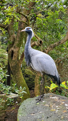 アネハヅル　ツル　バードウォッチング 森林