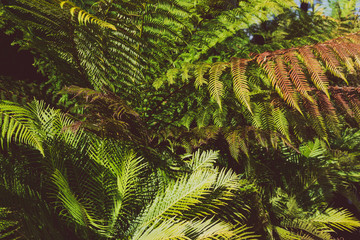 close-up of palm and fern leaves growing next to each other