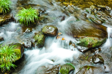 stream in forest