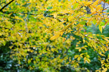 autumn leaves on tree