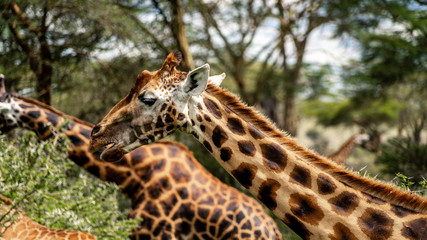 Fototapeta na wymiar Wild giraffe in african savannah