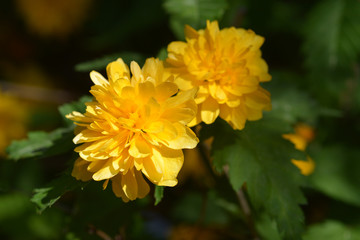Double-flowered Japanese rose