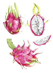 Dragon fruit pitaya tropical delicious healthy vegan vegetarian watercolor painting illustration isolated on white background - 312927115