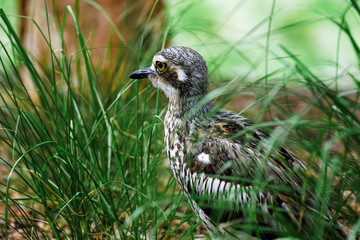 Animals and Birds in Queensland Australia