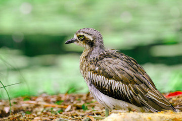 Animals and Birds in Queensland Australia