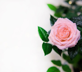Invitation card from pink roses, a bouquet of flowers, bokeh. Valentine's Day Greeting Card