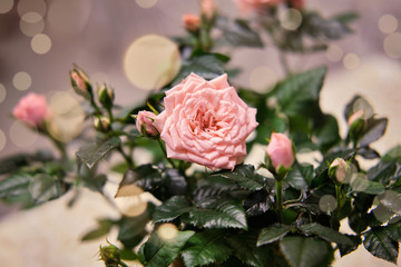 Invitation card from pink roses, a bouquet of flowers, bokeh. Valentine's Day Greeting Card