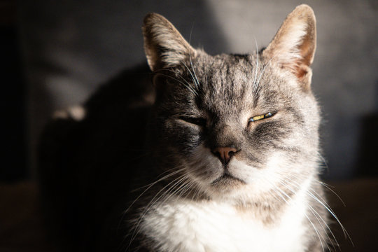 Chat Gris Images Parcourir 184 Le Catalogue De Photos Vecteurs Et Videos Adobe Stock
