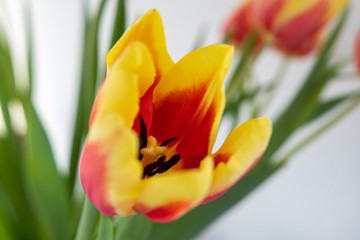 Tulpe