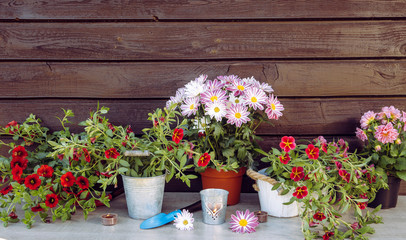 Variation of colorful pink blooming flowers on table, ready to be potted. Gardening and hoticulture concept.