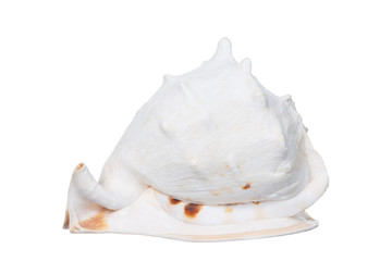 Sea Shell isolated on white background