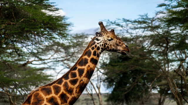 Wild giraffe in african savannah