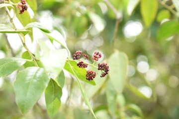 Spring Sandalwood Flower Santalum Album Flower focused with leaves