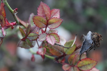 роза, цветок, отцвел, rosa