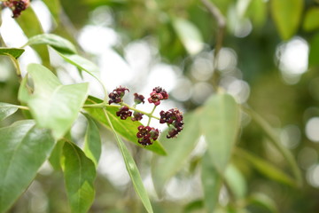 Spring Sandalwood Flower Santalum Album Flower focused with leaves