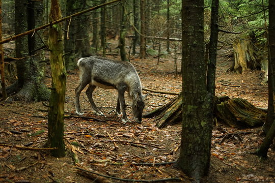 Renna nel bosco