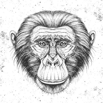Hipster animal monkey. Hand drawing Muzzle of chimpanzee