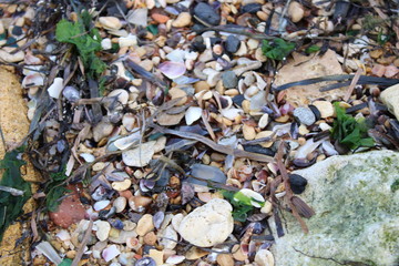 море, ракушки, тина