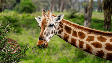 Wild giraffe in african savannah