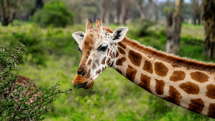 Wild giraffe in african savannah