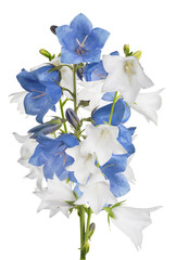 large white and blue isolated bellflowers bunch