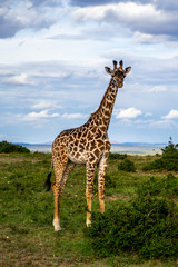 Wild giraffe in african savannah