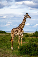 Naklejka na ściany i meble Wild giraffe in african savannah