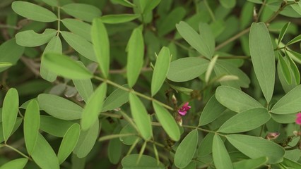 tropical flowers and  leaves , Nature abstract background of pink flowers and leaves      