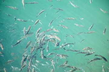 Shoal of fish in seawater, many sea fishes top view, fry in the sea, sea fishes on the water surface, small fish on the surface of the sea water aquamarine azure reflection turquoise blue abstract