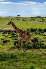 Naklejka na ściany i meble Wild giraffe in african savannah