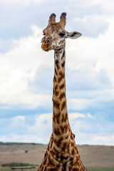 Wild giraffe in african savannah