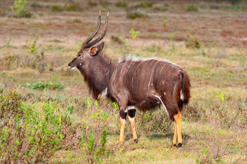 Male Lowland Nyala antelope