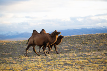 Two two-humped camels are walking in the steppe area, in the background are mountains under the snow at sunset.