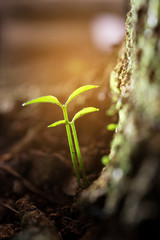 Green sprouts growing out from soil in the morning light