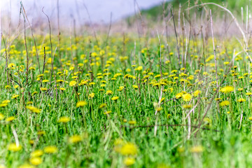 field of yellow flowers