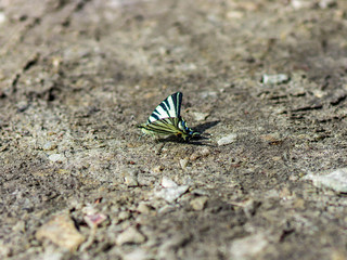 butterfly on a rock