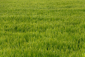 green wheat field