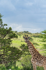 Wild giraffe in african savannah